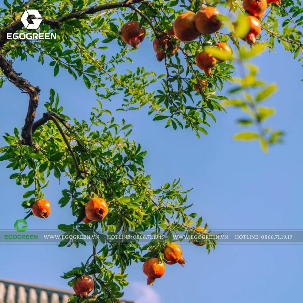 Cây lựu tượng trưng cho phúc lộc đầy nhà.